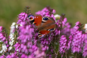 motyl na różowych wrzoścach © Henryk Niestrój