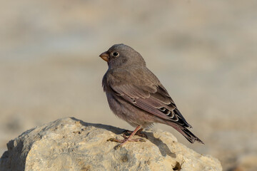 Trumpeter finch.
The trumpeter finch is a small passerine bird in the finch family Fringillidae. It is mainly a desert species which is found in North Africa and Spain through to southern Asia.