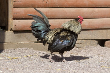A black rooster (also known as cockerel or cock) on an open farm in the countryside. Bird with...