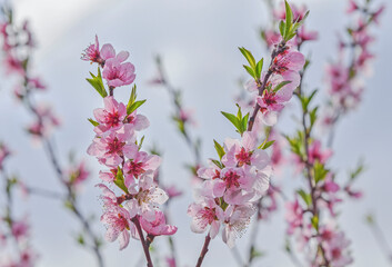 Cherry flower on tree in springtime
