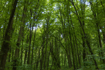 Green deciduous forest in summer.