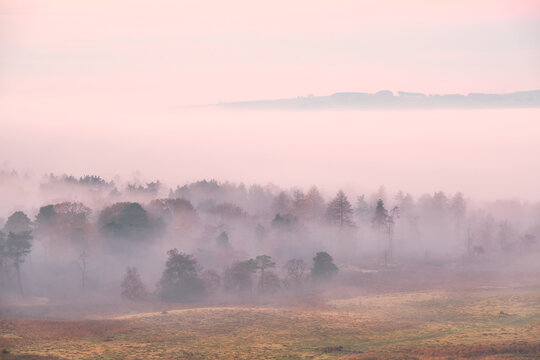Eyam Moor visible above a cloud inversion and early morning mist in trees, Longshaw, Peak District, UK