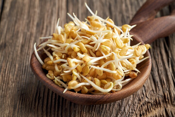 Fresh fenugreek sprouts on a spoon on a table