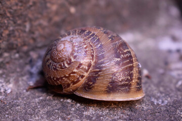 Snail on the ground