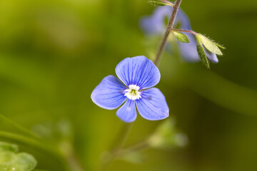 Wild blue flower. Detailed macro view.