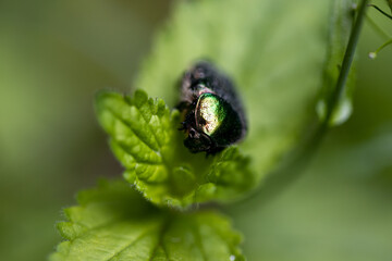 Flower beetle on a green leaf. Detailed macro view.