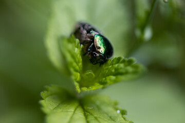 Flower beetle on a green leaf. Detailed macro view.
