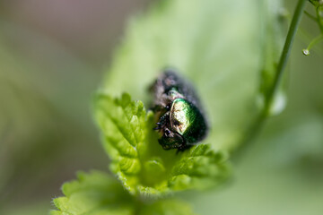 Flower beetle on a green leaf. Detailed macro view.