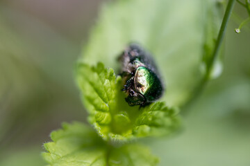 Flower beetle on a green leaf. Detailed macro view.