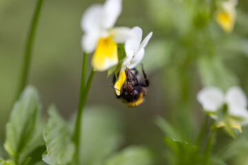 Bee on a pansy flower. Detailed macro view.