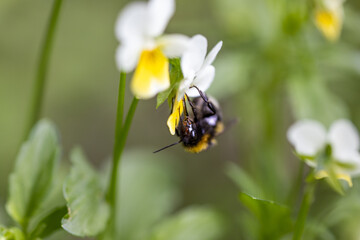 Bee on a pansy flower. Detailed macro view.