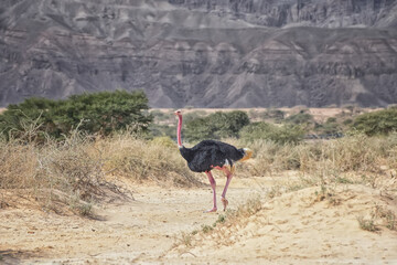 North African ostrich, red-necked ostrich, or Barbary ostrich in the desert. Birds wildlife. Travel in nature reserves