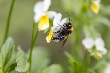 Bee on a pansy flower. Detailed macro view.