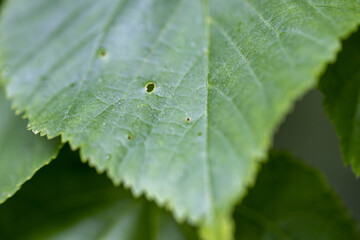 Green leaf in the forest. Detailed macro view.