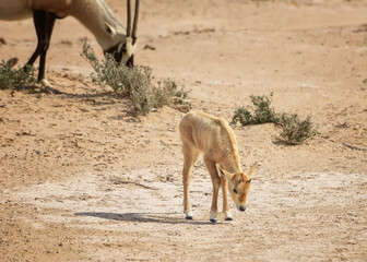 Baby of Scimitar oryx, the scimitar-horned oryx, the Sahara oryx is grazing in the desert. Animals...