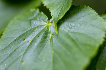 Green leaf in the forest. Detailed macro view.