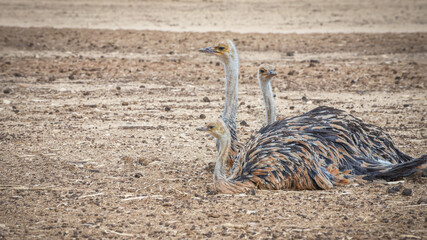 Three Ostriches in the desert. Birds wildlife. Travel in nature reserves