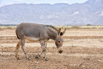 The onager, hermione, or Asiatic wild ass is grazing in the desert. Travel in nature reserves in Israel