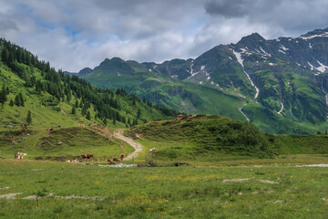 Fototapeta na wymiar meadow at the end of the Gastein valley