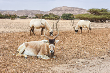 Addax and Arabian oryx are grazing in the desert. Animals wildlife. Travel in nature reserves. Watching of animals