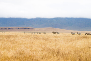 Obraz premium Zebras on Ngorongoro Conservation Area crater, Tanzania