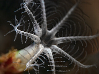 Super close up photography of a coral polyp