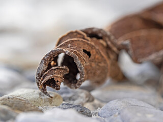 Spirally twisted, weathered plant leaf
