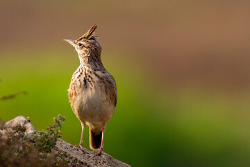 Crested lark.
The crested lark is a species of lark distinguished from the other 81 species of lark...