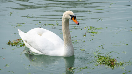 Naklejka premium White swan gracefully swims in beautiful pond with emerald water. Pond is called Big Lake with Swan Island. Sunny spring day in Arboretum of Park of Southern Cultures in Sirius (Adler) Sochi.