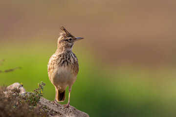 Crested lark.
The crested lark is a species of lark distinguished from the other 81 species of lark by the crest of feathers that rise up in territorial or courtship displays and when singing.