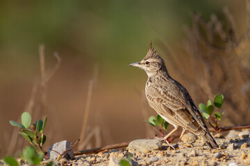 Crested lark.
The crested lark is a species of lark distinguished from the other 81 species of lark by the crest of feathers that rise up in territorial or courtship displays and when singing.