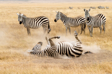 Obraz na płótnie Canvas Zebra that is rolling on the ground. Ngorongoro crater, Tanzania