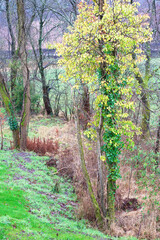 Trees in green woodland during spring season