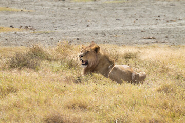 Lion on Ngorongoro Conservation Area crater, Tanzania