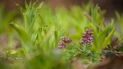 Fiołki wiosenne fioletowe kwiaty w zielonej trawie. Violets, spring flowers. © photogam