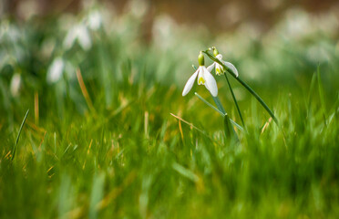 Przebiśniegi wiosenne białe kwiaty w zielonej trawie. Snowdrops, spring white flowers. © photogam