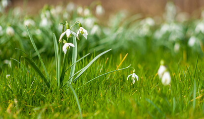 Przebiśniegi wiosenne białe kwiaty w zielonej trawie. Snowdrops, spring white flowers. © photogam