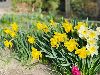 Daffodils of March
