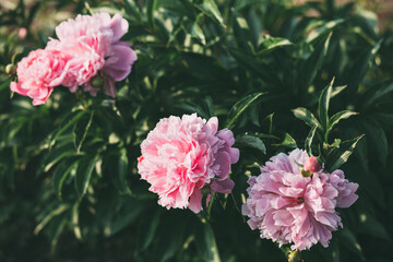 Pink flowers peonies flowering on background pink peonies. Peonies garden.