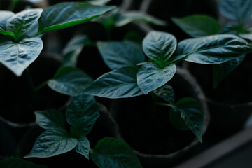 seedlings in peat pots. Baby plants seeding, black hole trays for agricultural seedlings. The...