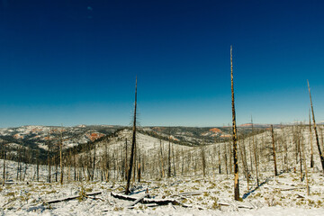 Burned trees in winter against the blue sky. bryce national park