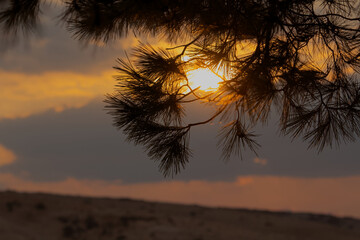 Fototapeta na wymiar Sonnenuntergang mit leichter Bewölkung hinter einem Nadelbaum 