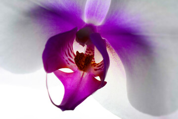 wedding bouquet made from white orchid