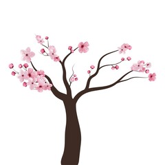 Obraz premium Full bloom pink sakura tree Cherry blossom black wood isolated on white, flower branch backdrop, flora bush banner vintage frame. Pastel sweet spring floral wallpaper.