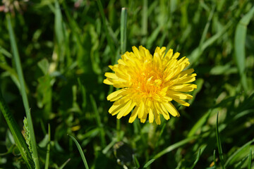 Dandelion flower. 