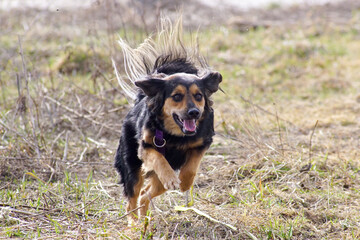 Uśmiechnięty biegnący pies © Aruru