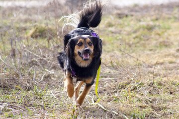 Uśmiechnięty biegnący pies © Aruru
