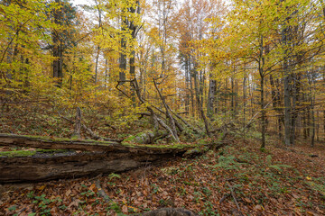 Fototapeta premium autumn in the beech forest with fallen decayed log
