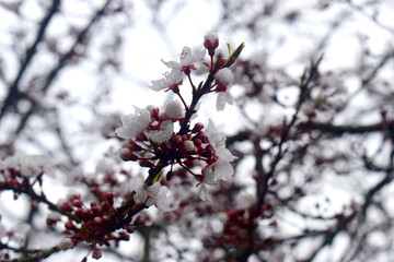 Close up of White Blackthorn flowers blooming on branch in early spring season with blurred background.
