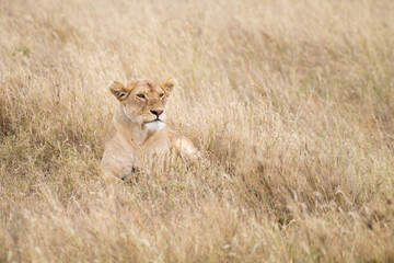 Fototapeta na wymiar Lioness close up. Serengeti National Park, Tanzania, Africa
